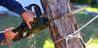 How Our Tree Care Process Works  in Sandston, VA